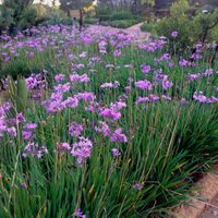 Las plantas "todoterreno" y de bajo mantenimiento que necesitás si querés decorar tu casa en primavera