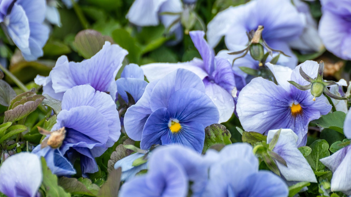 Plantas. Fuente: (Kathrine Andi/Getty Images)