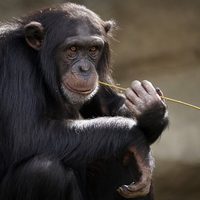Los chimpancés son más parecidos a los humanos de lo que se pensaba: necesitan aprender de otros