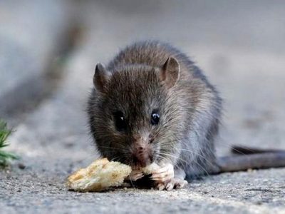 Chubut confirmó nuevos contagios de hantavirus y piden extremar los cuidados