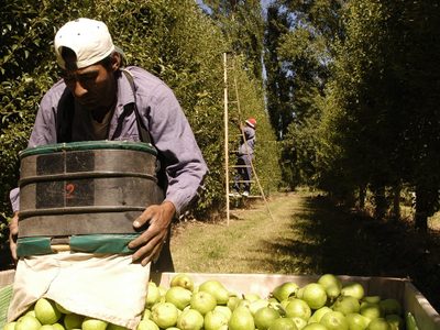 Sector frutícola: brindarán asistencia a los productores y trabajadores de Río Negro