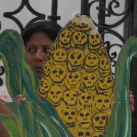 Continúa siembra de soya y maíz transgénico en Campeche; Semarnat y Senasica lo saben: ONG