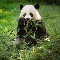 Descubrieron un fósil de panda gigante de más de 100 mil años en China