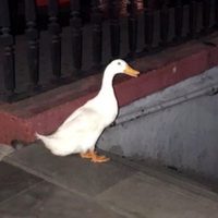 Pato intenta entrar al Metro tras escapar del lago de Chapultepec