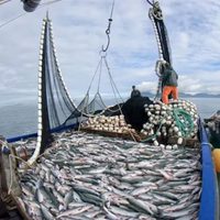 Gobernadores de la Patagonia expresaron su preocupación por las modificaciones en la Ley de Pesca