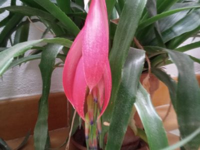 La planta más exótica para llenar de flores tu jardín y que también sirve para macetas colgantes
