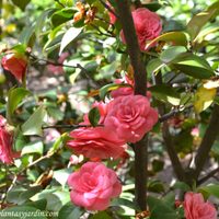 La planta que pocos quieren, pero que es realmente una "joyita" para tu jardín