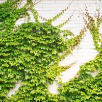 La planta de estilo exótico que es perfecta como enredadera de muros y no atrae bichos