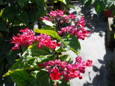 Para un jardín de ensueño: el truco de los jardineros para que tu Clerodendro explote de flores esta primavera