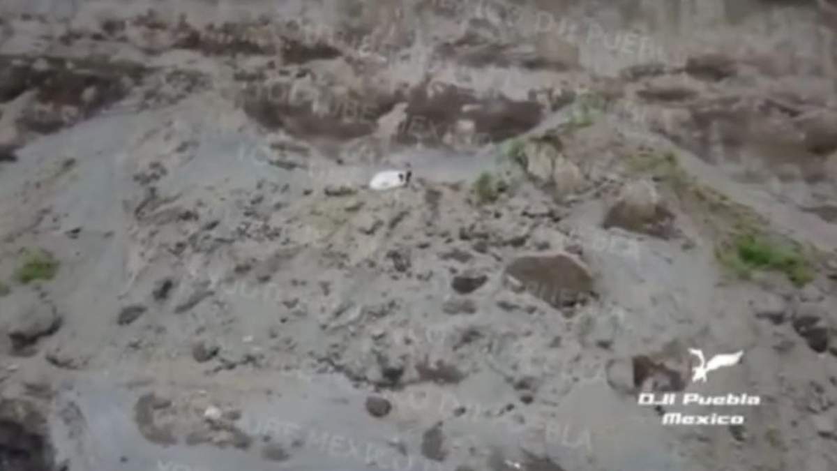 Un perro fue captado dentro del socavón de Zacatepec