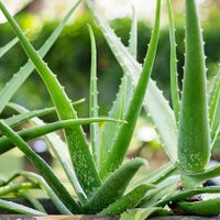 La planta que lo cura todo, es indestructible y ayuda a multiplicar tu jardín de nuevas especies