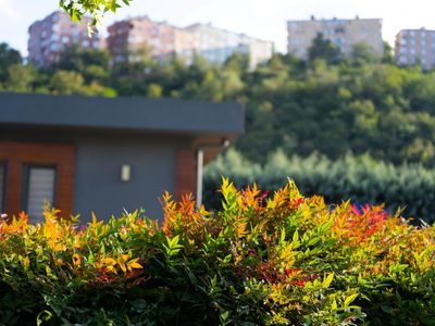 A prueba de principiantes: las plantas que cambian de color en invierno y requieren poco mantenimiento