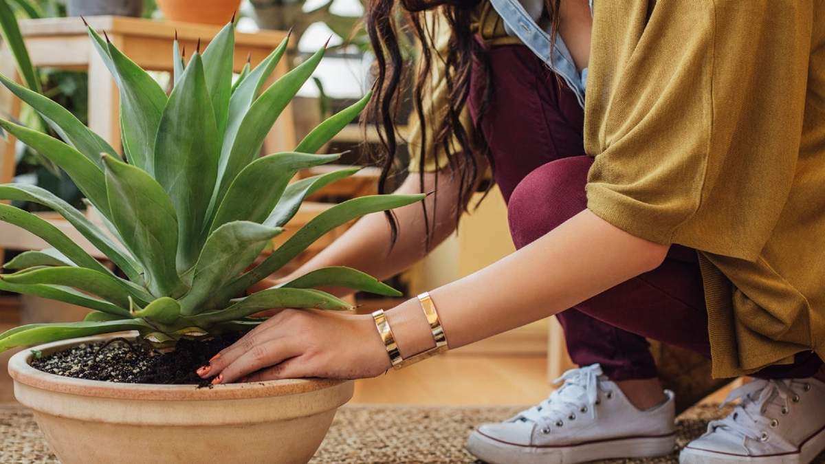Planta. Fuente: (Instagram)
