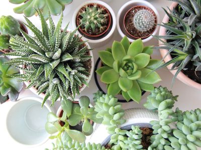 La hermosa planta de pocos cuidados que crece rapidísimo y deja un exquisito aroma en tu jardín