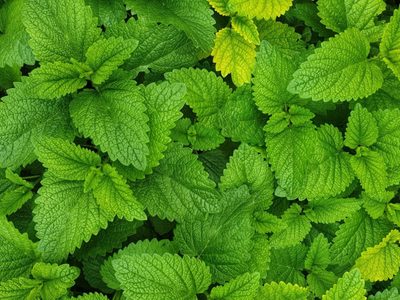 Así de fácil podés reproducir tu planta de Melisa y disfrutar de su sabor en un rico té