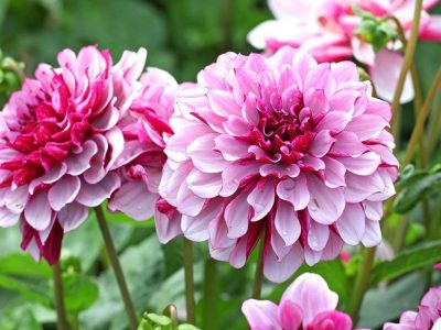 Plantas: el truco de los jardineros para que las Dalias crezcan frondosas y se llenen de flores