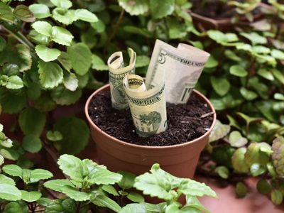 Con una planta que crece en tu jardín: el poderoso ritual para atraer el dinero y la abundancia