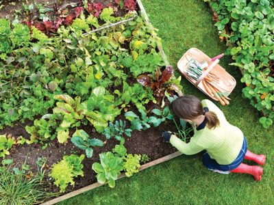 Comienza plan de Agricultura Urbana en San Patricio del Chañar