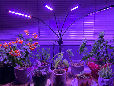 Tomá nota: cuáles luces de colores pueden estimular o no el crecimiento de tus plantas