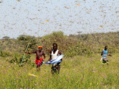La apocalíptica plaga que azota África y pone en peligro la seguridad alimentaria de 35 millones de personas