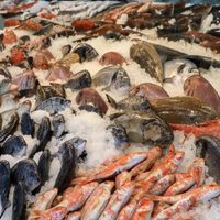 “Pescadazo” en el Congreso: “Estamos al servicio de la ciudadanía”