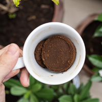 No tires la borra del café: así podés reutilizarla para crear las macetas más sorprendentes y útiles