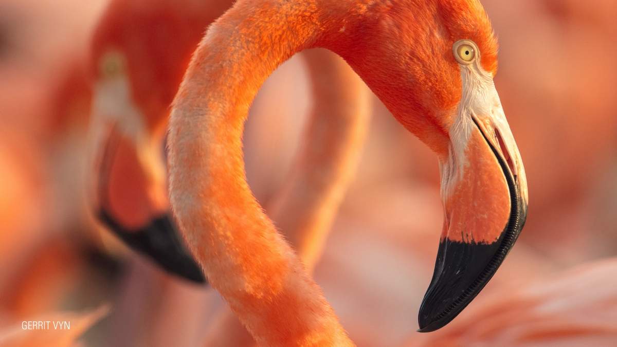 Imagen del documental "Flamingos: la vida después del meteorito", de Lorenzo Hagerman