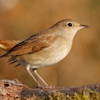 Curiosidades sobre el Ruiseñor: el ave pequeña que es capaz de cantar todo el día sin parar