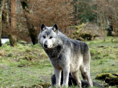 Niño de 18 meses es mordido por lobo en zoológico mientras sus padres usaban el celular