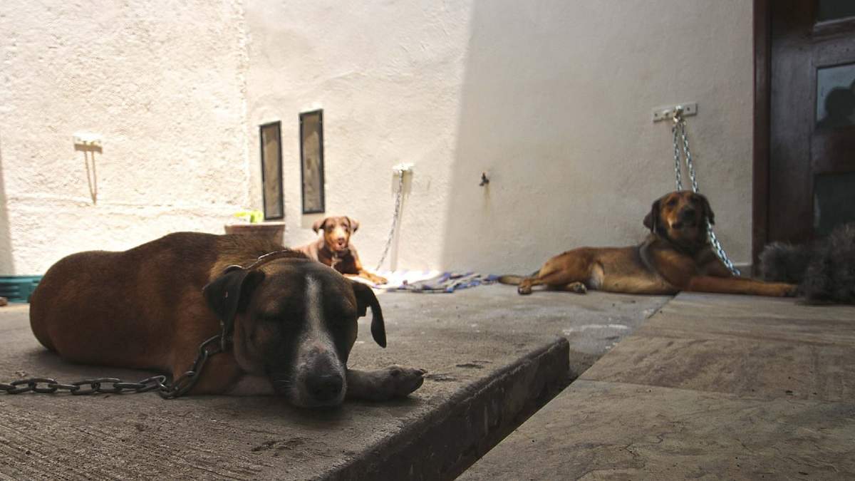 Perros maltratados en un refugio en Guerrero