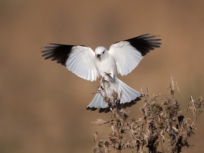 Curiosidades sobre la monjita blanca: el ave pequeña y hermosa que dio origen a la popular leyenda