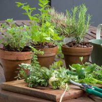 Por qué mis plantas de interior tienen las hojas pegajosas: mirá cómo solucionarlo sin usar químicos