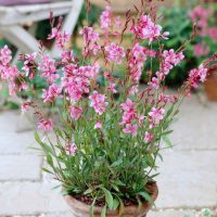 Atención jardineros distraídos: la planta con flores estilo mariposas que sobreviven en macetas y en balcón