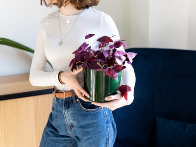 La queremos: la planta cuyas flores parecen mariposas y que podés cultivar fácilmente en tu hogar