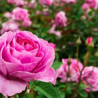 La rosa que no tiene espinas, florece una vez al año y nunca jamás deberías podar en invierno