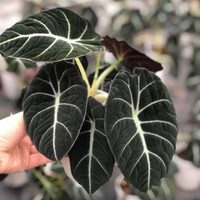 La exótica planta negra y aterciopelada que todos quieren para decorar su living