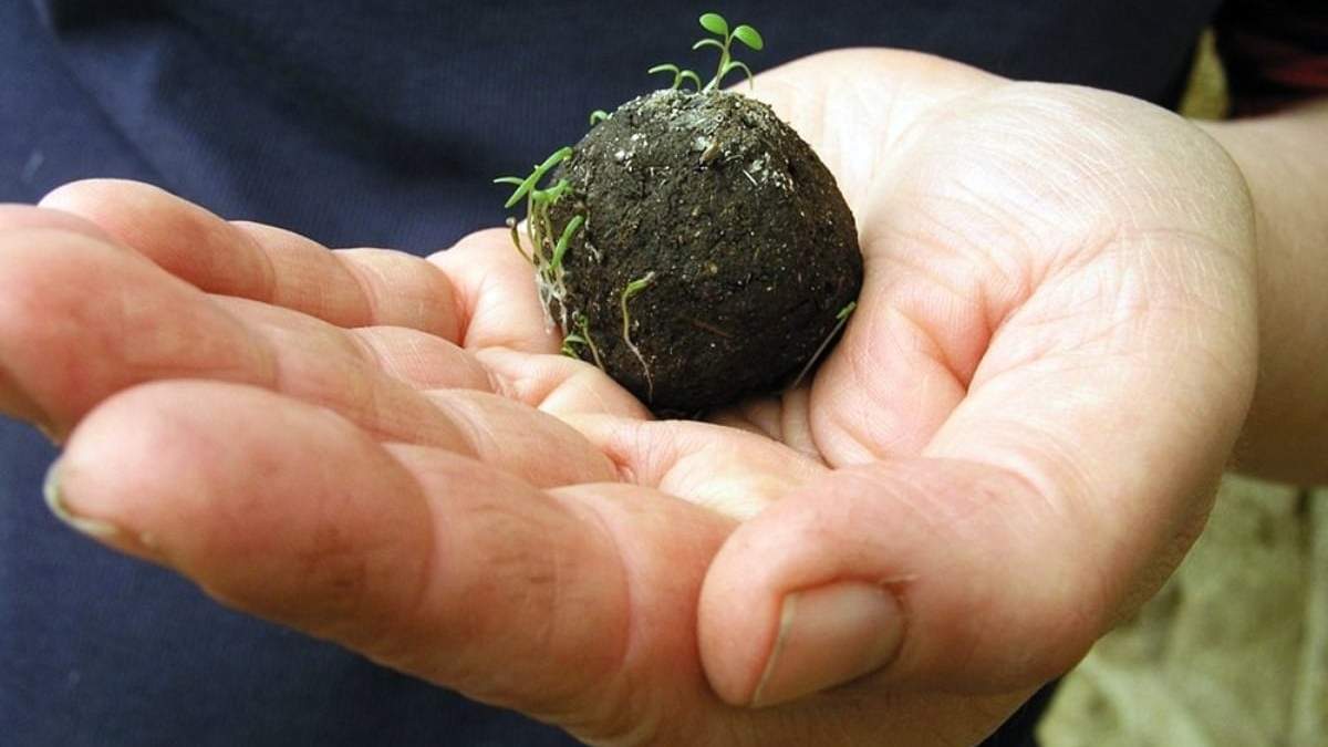 Bombas de semillas para erradicar la pirotecnia. Fuente: (Instagram)