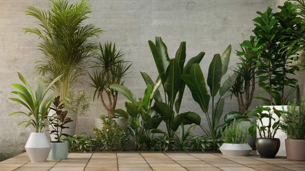 Plantas. Fuente: (X)