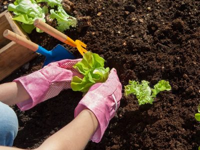 Estos son todos los cultivos que podés sembrar en el mes de junio en tu huerta