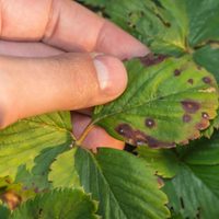 3 plantas que tenés que sembrar con urgencia si querés ahuyentar plagas de tu huerto