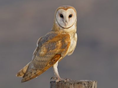 Curiosidades sobre la Lechuza: el ave que es capaz de volar en silencio y ahuyenta a los ratones