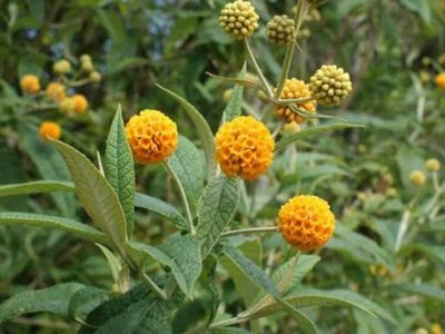 Conocé la planta que crece un montón y es un tesoro por sus poderes cicatrizantes