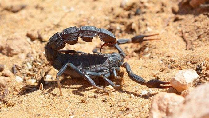 Las especies más pequeñas de escorpiones, con pinzas menores, tienen venenos más potentes