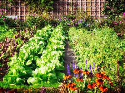 3 cosas que seguro tenés en tu casa y podés usar para empezar tu propia huerta en el jardín