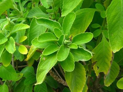 Sustentable pero polémico: la popular y poderosa planta que podría reemplazar al papel higiénico