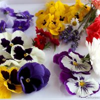 Flores comestibles: color y aromas para acompañar los platos