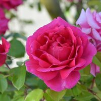 Plantas: así podés cuidar tus Rosales para que se mantengan sanos y tengan las flores más hermosas en primavera