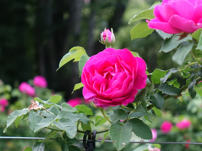 El truco que tenés que conocer para podar solo las rosas marchitas sin dañar el resto de la planta
