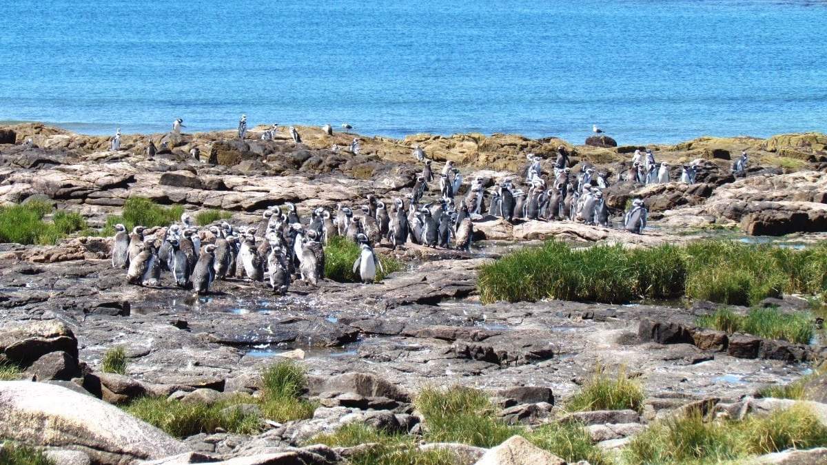 Islote Lobos será Parque Nacional. Fuente: (Instagram)