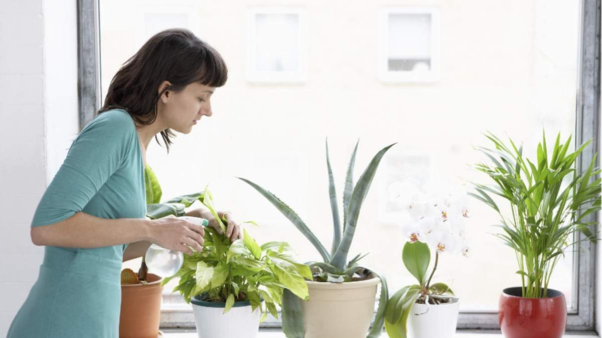 Plantas. Fuente: (X)